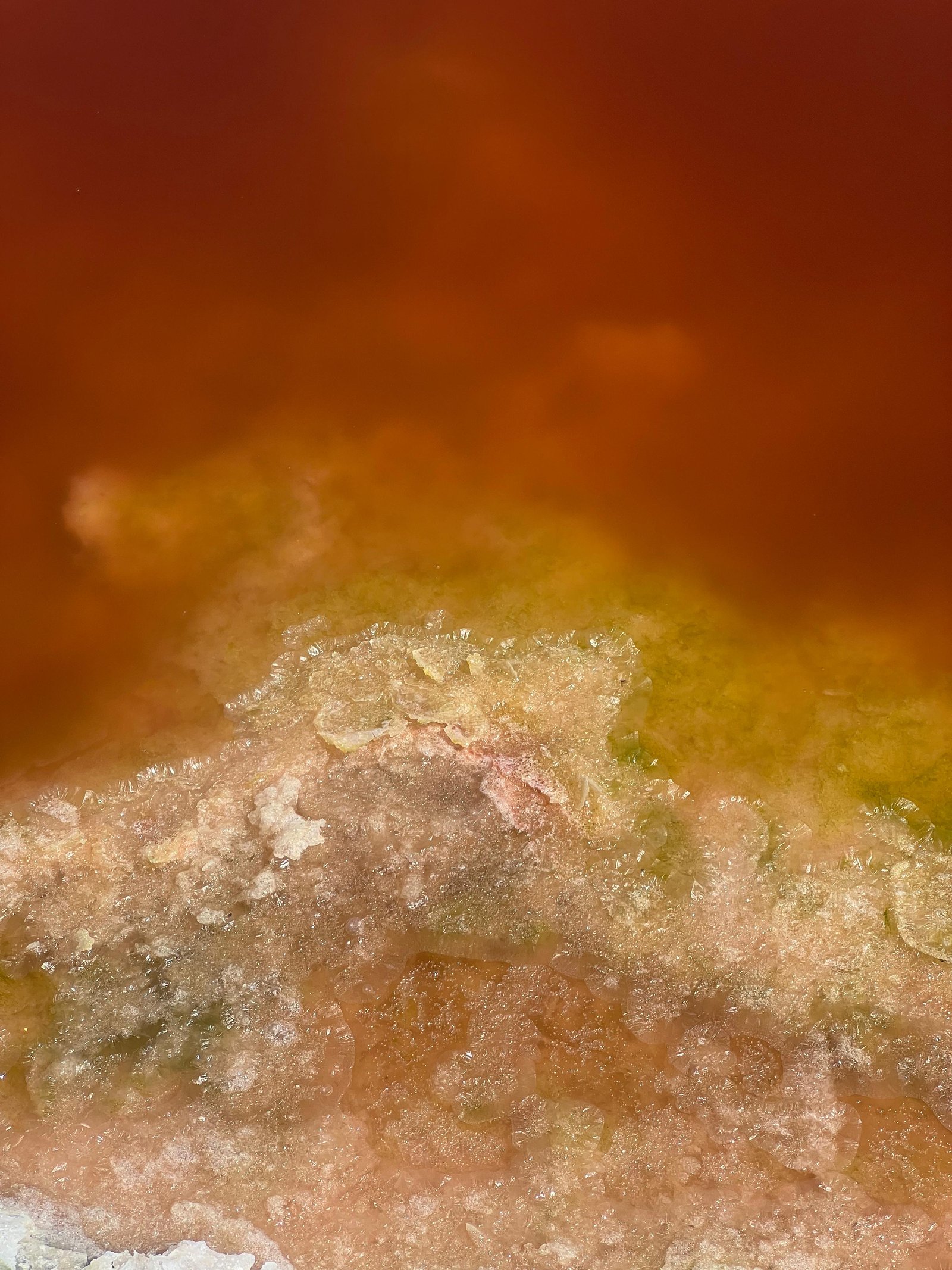 Pink brine beds coloured by Dunaliella salina algae